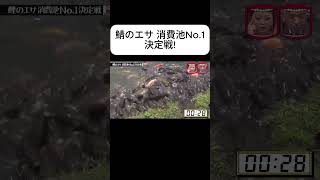 鯖のエサ 消費池No 1決定戦! #水曜日のダウンタウン #爆笑 #ドッキリ