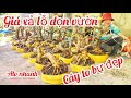 26/5 A Nên 0918818355 v 0328438848 phôi mai giảo bonsai đế đẹp hoành to |MaivàngThanhTâm
