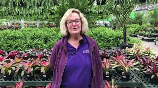 PG Plant Expert Mini Tip: What Can You Be Doing In The Garden Now?