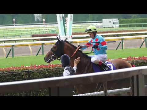 ラウダシオン×ミルコ・デムーロ 本馬場入場前手綱を締め直した後、出口を間違える 安田記念 本馬場入場