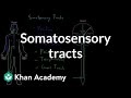 Somatosensory tracts  organ systems  mcat  khan academy