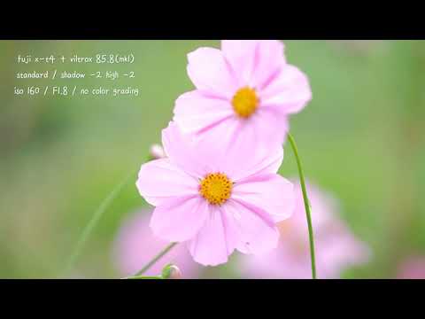 후지필름 fuji x-t4 <strong>camera</strong> + viltrox 85 8 lens video sample <strong>test</strong> [4k 100M]