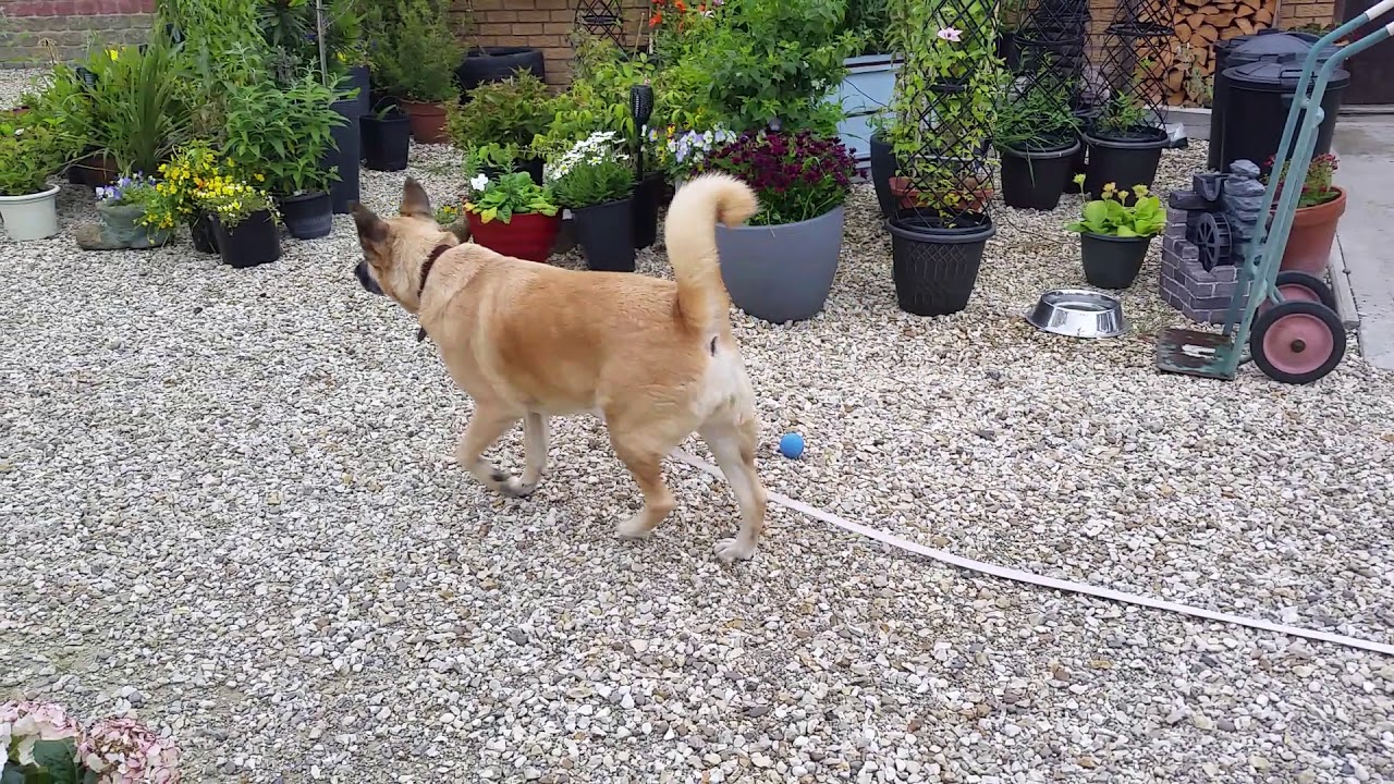 Why what people believe a dog means by jumping up causes endless