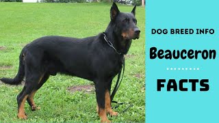 Beauceron dog breed. All breed characteristics and facts about Beauceron dogs