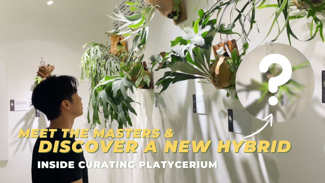 Inside Curating Platycerium Event | Harmonious Geometric I All the Exotic Staghorn in one Place