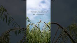 Rest, Heal &amp; Rise Again 🕊️ | Powerful Motivational Quote | Never Give Up