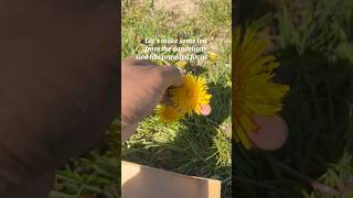 Do you know the benefits of dandelions? 🌼 | Making dandelion tea | #Godscreation #Dandelion #Health