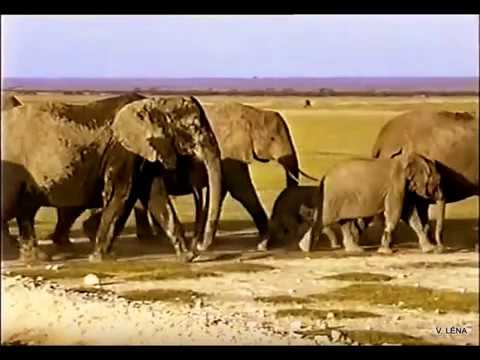 Videó: Az Elefánt Csapdába Esett A Kenyai Iszapban, Amelyet A Mentőcsapatok Mentettek Meg
