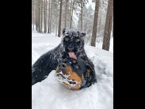 Luna & Venza. Leopard & Rottweiler. Cats vs dogs
