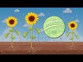Transpiration quick and easy Process#Scienceshorts#@BioGenius123