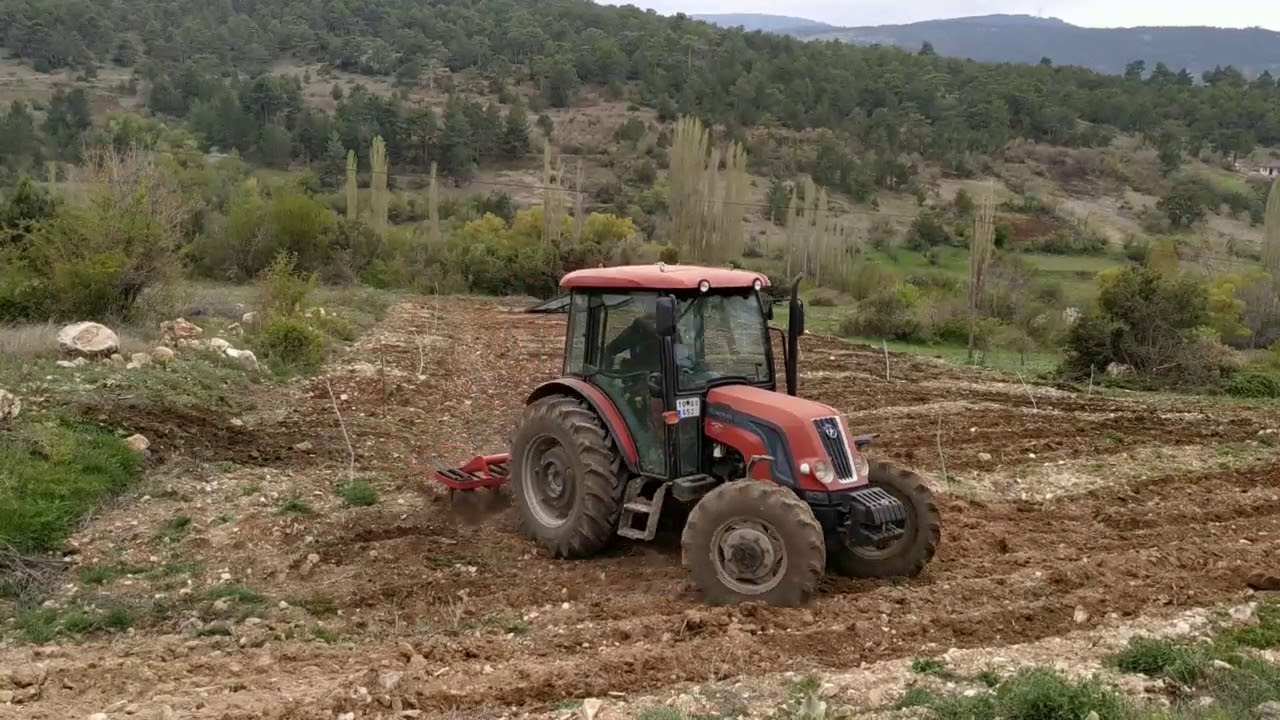 Ceviz Ağacı Arası Kazayağı İle Sürümü