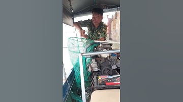 Đi câu tiếp tục lên cá cóc khủng #ẩmthực #fishing #fish