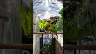 Download Lagu Pekin Robin Bernyanyi #pekinrobin #Japanesenightingale #Pekinnightingale MP3