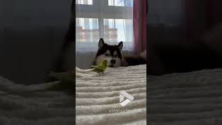 Dog and parrot are best buddies || Viral Video UK