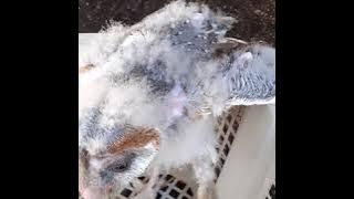 Memberi makan anakan tyto alba usia Bc awal