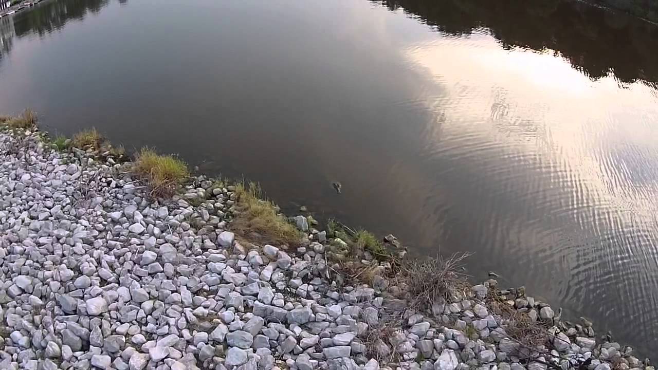Lost Rabbit And Ross Barnett Reservoir Alligators Youtube
