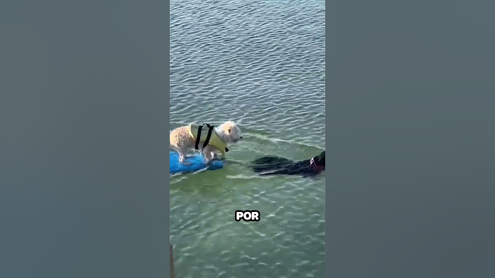 Perro salva a otro perro en medio del mar