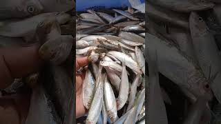 Mathi /sardine #dry #seafood #fishing #fish #cat #food