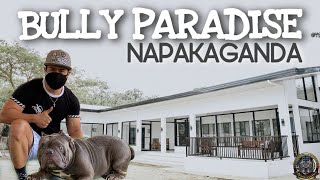 BULLY PARADISE SA PAMPANGA | US INSPIRED KENNEL |  PADANG EXOTICS | SAM WALASTIK