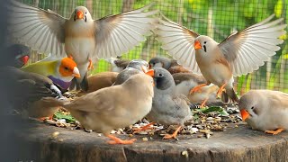Zebra finches clear sounds in morning singing; beautiful bird so enjoy singing moment together  screenshot 5