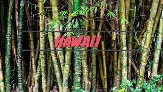 HAWAII Travel Vlog 2019-2020