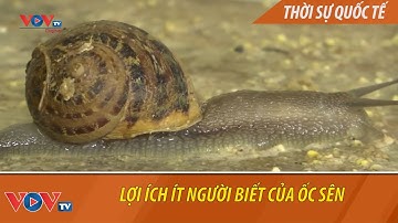 Lợi ích ít người biết của ốc sên
