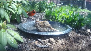 Bird Bath, April 15, 2024 (1/2) by Alex P 90 views 2 weeks ago 3 minutes, 36 seconds
