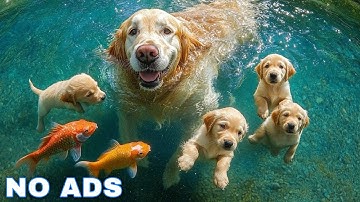 12 Hours of Dog Calming Music for Dogs 🐾 Anti Separation Anxiety Relief Music🐶Sleep dog Healing🎵