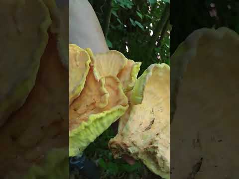 ..😍 Какая красота , а какие полезные эти грибы Жар птица..серно желтый трутовик ..