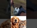 I'll overtake you on the turn.🗿 #shorts #funny #trending #cat