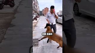 장발장 댕댕이가 빵을 훔친 충격적 이유  #천재견 #강아지 #애견영상