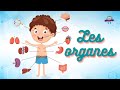 Apprend le corps humain 2  les organes