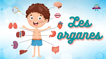 Quels sont les organes du corps humain ?