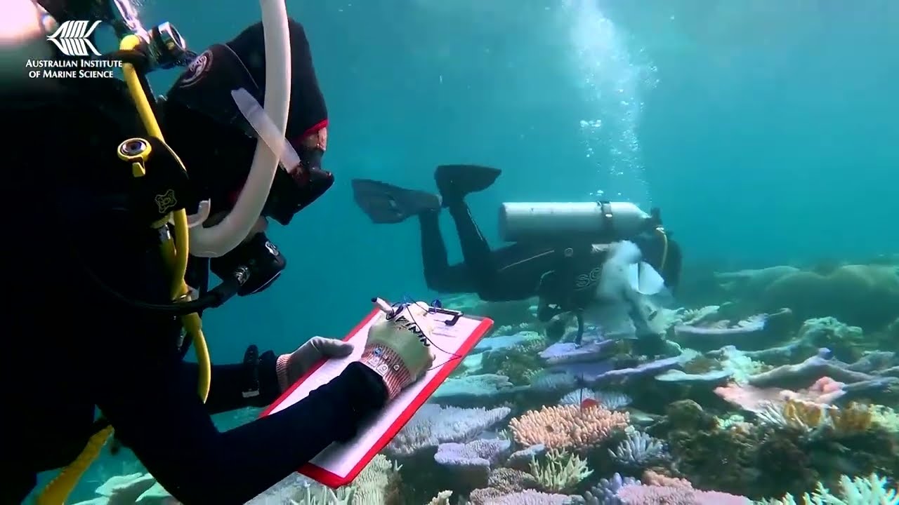 Great Barrier Reef hit by coral bleaching: report | REUTERS