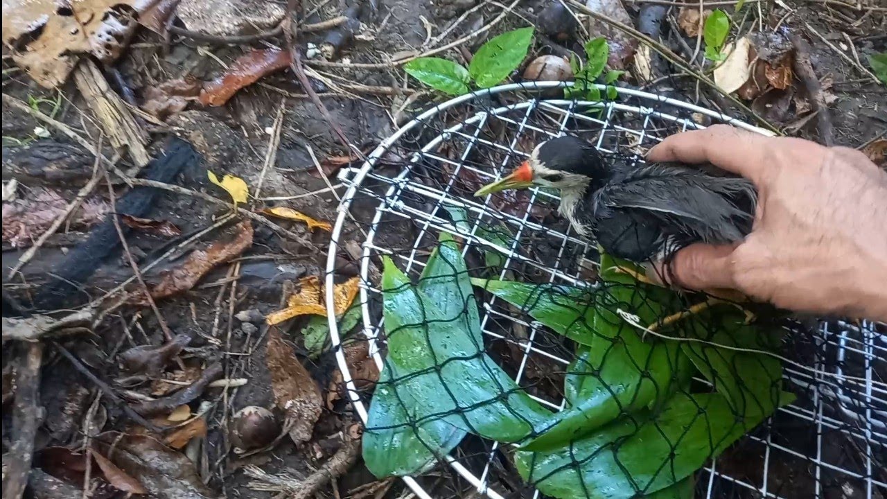 bẫy chim quốc đơn giản Minh Ngọc 0786952072 seven national birds