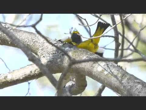 Evening Grosbeak Courtship- brief movie