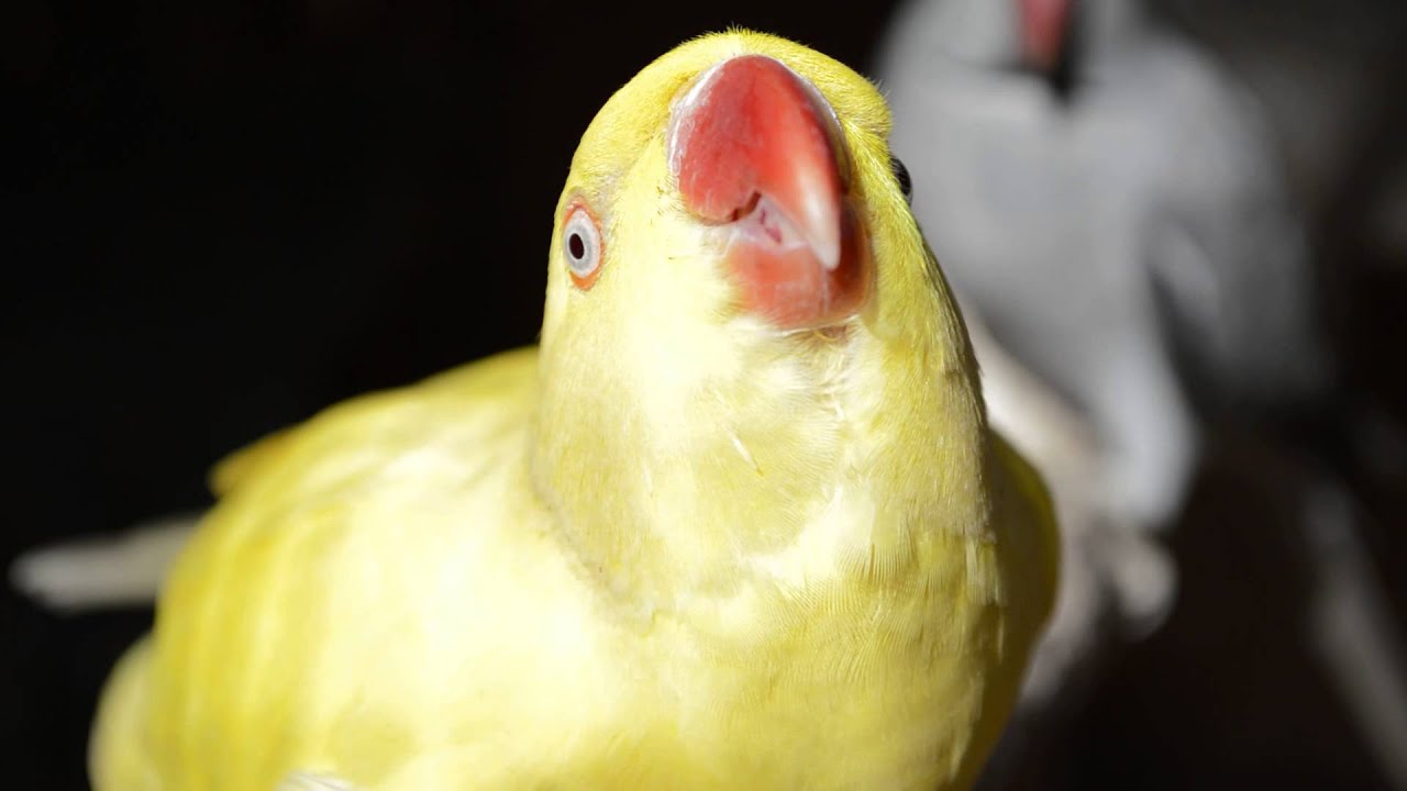 Yellow Indian Ringneck Parrot what They Are Like YouTube