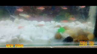 Zebra Fish 1 - Dev Fish My Loveble Pet