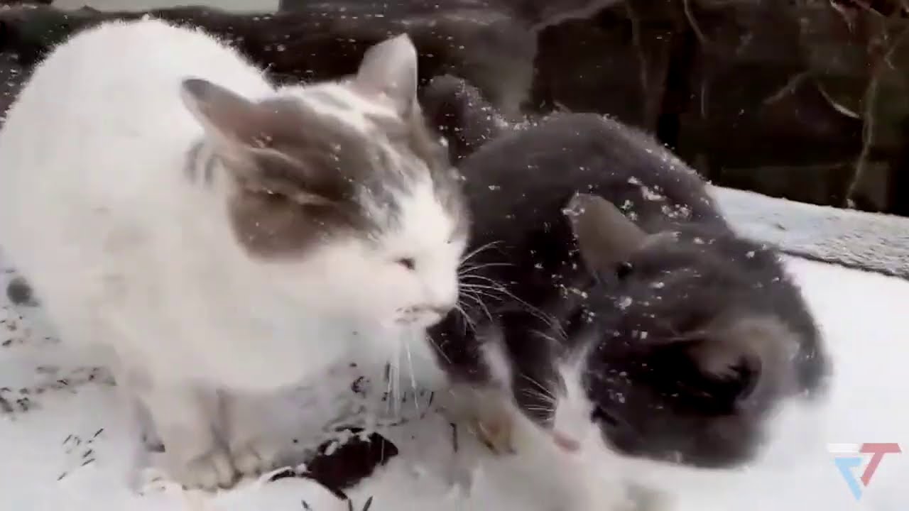 Severe Snowstorm hits northern Japan, the strongest in years. Blizzard in Japan / Natural Disasters