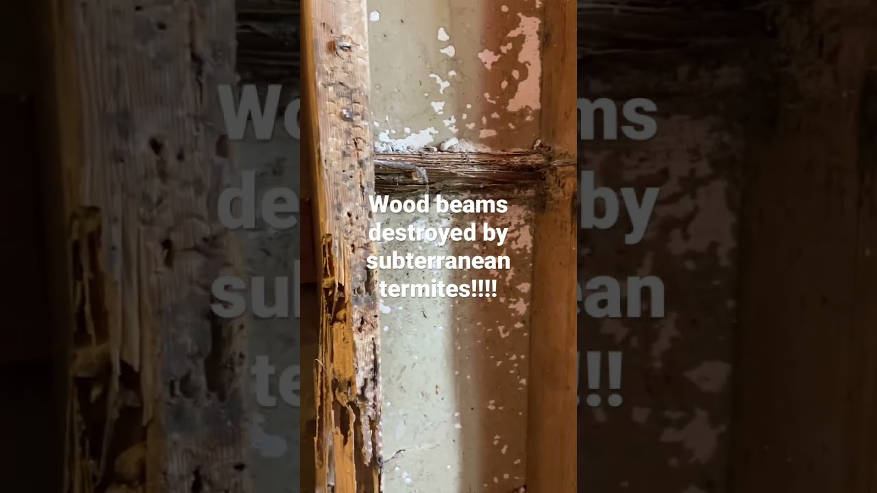 Subterranean Termites completely destroyed these wood beams!