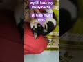 my lill bacha all time play play fll in musti mood #mycats