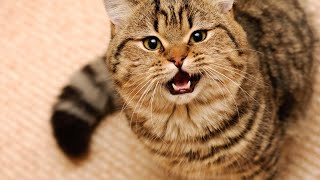 Звуки кошек | cat sound
