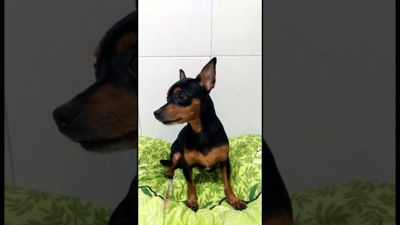 Pinscher Fofinho 💕 Pinscher miniatura brincando 2021🐶 