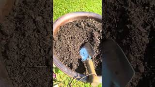 Video-Miniaturansicht