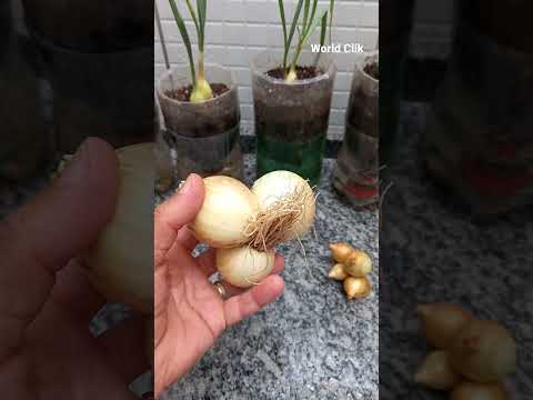 Vídeo: Sem bulbos de cebola - Como obter cebolas para formar um bulbo