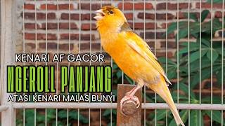 Cukup 5 Menit! Suara Pancingan Kenari Ngerol Panjang Ampuh Atasi Kenari Diam Cepat Gacor & Emosi!