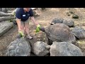 July 16 - Galápagos Tortoises