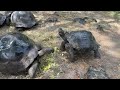 July 16 - Galápagos Tortoises