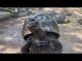 July 16 - Galápagos Tortoises