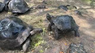 July 16 - Galápagos Tortoises